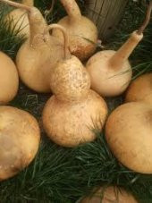 Süs Kabağı Tohumu Su Kabağı Tohumu 3 Tohum Kuş Evi +Süpriz Hediye thumbnail 3