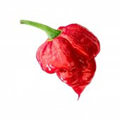 Çok Acı Trinidad Scorpion Biber Tohumu 5 Tohum + Süpriz Hediye - 1
