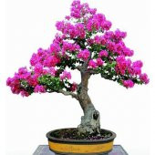 İthal Krep Mersin Bonzai Ağacı Tohumu Ekim Seti 5 Tohum +Saksı+To - 2