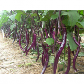 Nadir İthal Dev Kemer Patlıcan Tohumu 5 Tohum Kemer Patlıcanı - 2