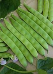 Erkenci Sarıkız Fasulyesi Tohumu Ekim Seti 15 Tohum +Saksı+Toprak - 2