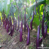 Nadir İthal Dev Kemer Patlıcan Tohumu 5 Tohum Kemer Patlıcanı - 3