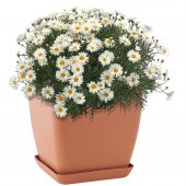 Yayılıcı Papatya Tohumu Ekim Seti 25 Tohum +Saksı+Toprak+Süpriz thumbnail 2