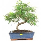 İthal Karabiber Bonzai Ağacı Tohumu 5 Tohum +Hediye Bonsai Tohumu - 1