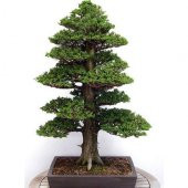 Bodur Lübnan Sediri Bonzai Ağacı Tohumu 5 Tohum +Süpriz Bonsai To - 1