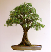 İthal Karabiber Bonzai Ağacı Tohumu 5 Tohum +Hediye Bonsai Tohumu - 2