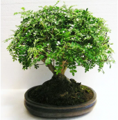 İthal Karabiber Bonzai Ağacı Tohumu 5 Tohum +Hediye Bonsai Tohumu - 3