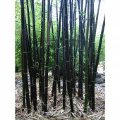 İthal Kara Bambu Tohumu Ekim Seti 3 Tohum +Saksı+Toprak+Süpriz - 2