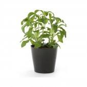 Stevia Şeker Otu Tohumu Ekim Seti 10 Tohum +Saksı+Toprak+Süpriz - 1