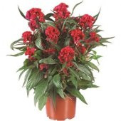 Horozibiği Çiçeği Tohumu Ekim Seti 5 Tohum Horoz İbiği +Saksı+Top - 1