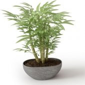 İthal Yeşil Bambu Tohumu Ekim Seti 3 Tohum +Saksı+Toprak+Süpriz thumbnail 3