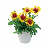 Karışık Ayyıldız Çiçeği Tohumu Ekim Seti 5 Tohum + Saksı + Toprak - 1