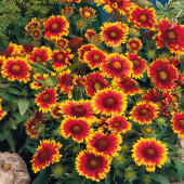 Karışık Ayyıldız Çiçeği Tohumu Ekim Seti 5 Tohum + Saksı + Toprak - 2