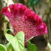 Horozibiği Çiçeği Tohumu Ekim Seti 5 Tohum Horoz İbiği +Saksı+Top - 3