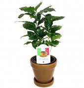 İthal Japon Yeşil Çay Tohumu Ekim Seti 3 Tohum + Saksı + Toprak - 1