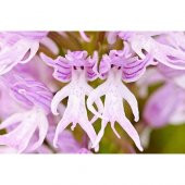 Nadir İnsan Orkide Tohumu Ekim Seti 5 Tohum + Saksı+Toprak+Hediye thumbnail 1