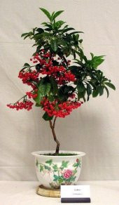 İthal Japon Yeşil Çay Tohumu Ekim Seti 3 Tohum + Saksı + Toprak - 3