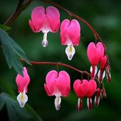 Pembe Dicentra Çiçeği Tohumu Ekim Seti 5 Tohum + Saksı + Toprak - 2