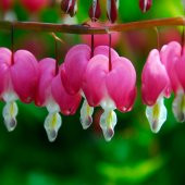 Pembe Dicentra Çiçeği Tohumu Ekim Seti 5 Tohum + Saksı + Toprak - 3