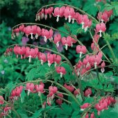 Pembe Dicentra Çiçeği Tohumu Ekim Seti 5 Tohum + Saksı + Toprak - 4