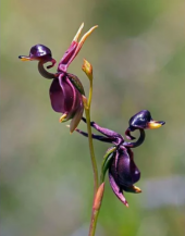 Ördek Orkide Tohumu Ekim Seti 5 Tohum +Saksı+Toprak+Hediye - 1