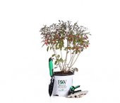 Goji Berry Tohumu Ekim Seti 10 Tohum Gojiberry +Saksı +Toprak - 1