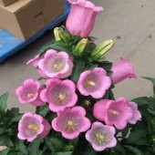 Pembe Çan Çiçeği Tohumu 5 Tohum + Süpriz Hediye Tohum thumbnail 4