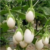 Nadir İthal Dolmalık Beyaz Patlıcan Tohumu Ekim Seti Saksı+Toprak - 3