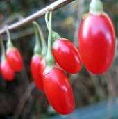 Goji Berry Tohumu Ekim Seti 10 Tohum Gojiberry +Saksı +Toprak - 3