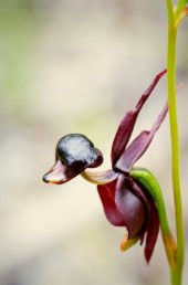 Ördek Orkide Tohumu Ekim Seti 5 Tohum +Saksı+Toprak+Hediye - 4