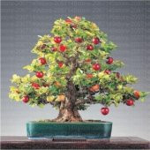 İthal Erik Bonzai Ağacı Tohumu 2 Tohum + Hediye Bonsai Tohumu - 3