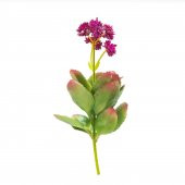 Warm Design Yapay Adenium Obesum - 1