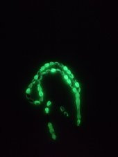 M3 Decorium Parça Fosforlu 33lük Şık Tesbih - 1