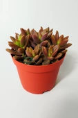 Graptosedum California Sunset çabuk çoğalan hızlı yayılan sukulent - 1