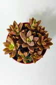 Graptosedum California Sunset çabuk çoğalan hızlı yayılan sukulent - 4
