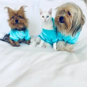 Blue Bear Kapşonlu Sweat by Kemique Köpek Kazağı - 8