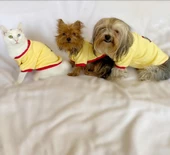 Kaykay Oval Yaka Tişört Köpek Kıyafeti Köpek Elbisesi thumbnail 7