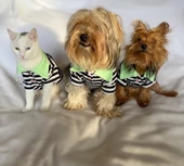 Grass Hopper Stripe Polo Yaka Tişört Kedi Kıyafeti Kedi Elbisesi - 5