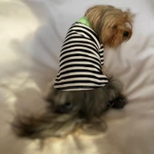 Grass Hopper Stripe Polo Yaka Tişört Köpek Kıyafeti Köpek Elbisesi - 5