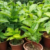 PASİFLORA EDULİS Çarkıfelek Fidanı +15 cm - 2