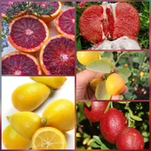 5 li Aşılı Özel Narenciye Fidanı Pakedi (Kan Portakal, Limequat, Şadok, Blood Lime, İri kamkat) - 1
