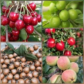 5 li Aşılı Meyve Fidanı Pakedi (Armut, Elma, Muşmula, Kiraz ve Erik) - 1