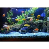 Doğal Deniz Taşı 3-5cm Aralığında 1 Kg Teraryum Akvaryum Çiçek süsleme - 6