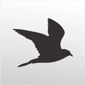 Folyo Sticker Güvercin - 1