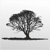 Folyo Sticker Ağaç ADKPQUY104 - 1