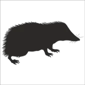 KİRPİ FOLYO STİCKER thumbnail 1