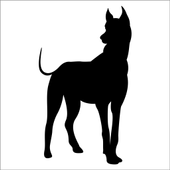 KÖPEK FOLYO STİCKER DERSTV885 - 1