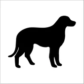 KÖPEK FOLYO STİCKER DERSTV880 thumbnail 1