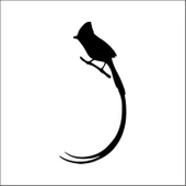 KUŞ FOLYO STİCKER DERSTV915 - 1