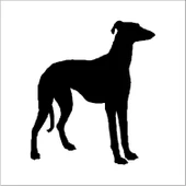 KÖPEK FOLYO STİCKER DERSTV879 thumbnail 1